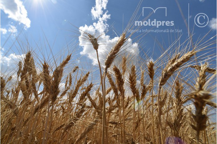 O rețea de informații contabile despre activitatea exploatațiilor agricole va fi creată în Moldova