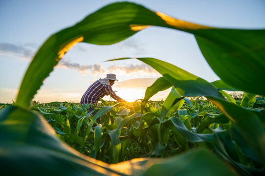 În Moldova va activa Școala Organică a Fermierilor pentru a sprijini producătorii agricoli în tranziția către culturi ecologice