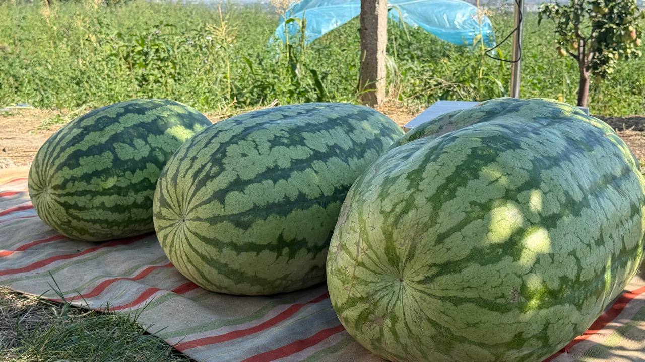 Un agricultor din Căușeni a cultivat un pepene verde gigant, cu o greutate ce depășește 74 de kilograme