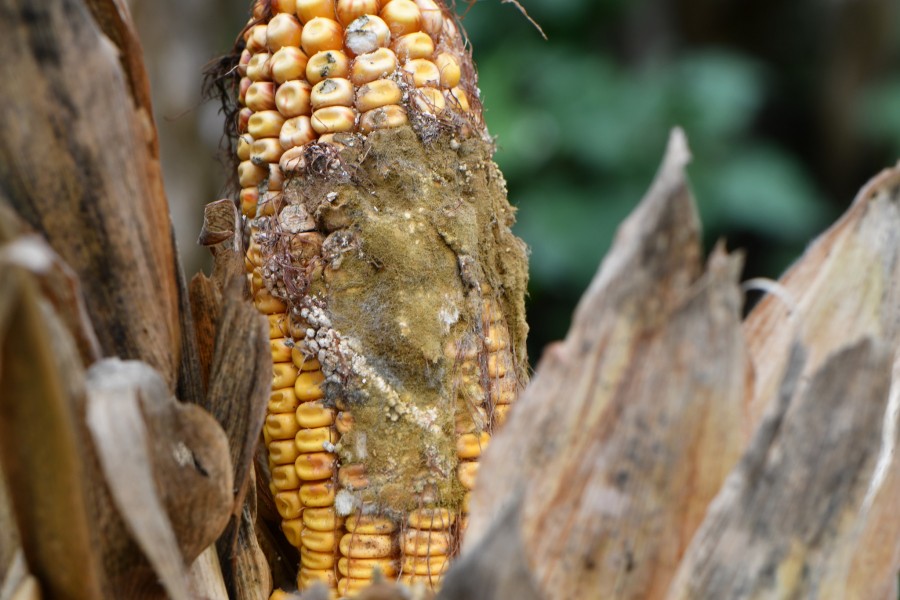 Noi reglementări fitosanitare obligă fermierii să notifice imediat orice focar de dăunători pentru a salva culturile agricole