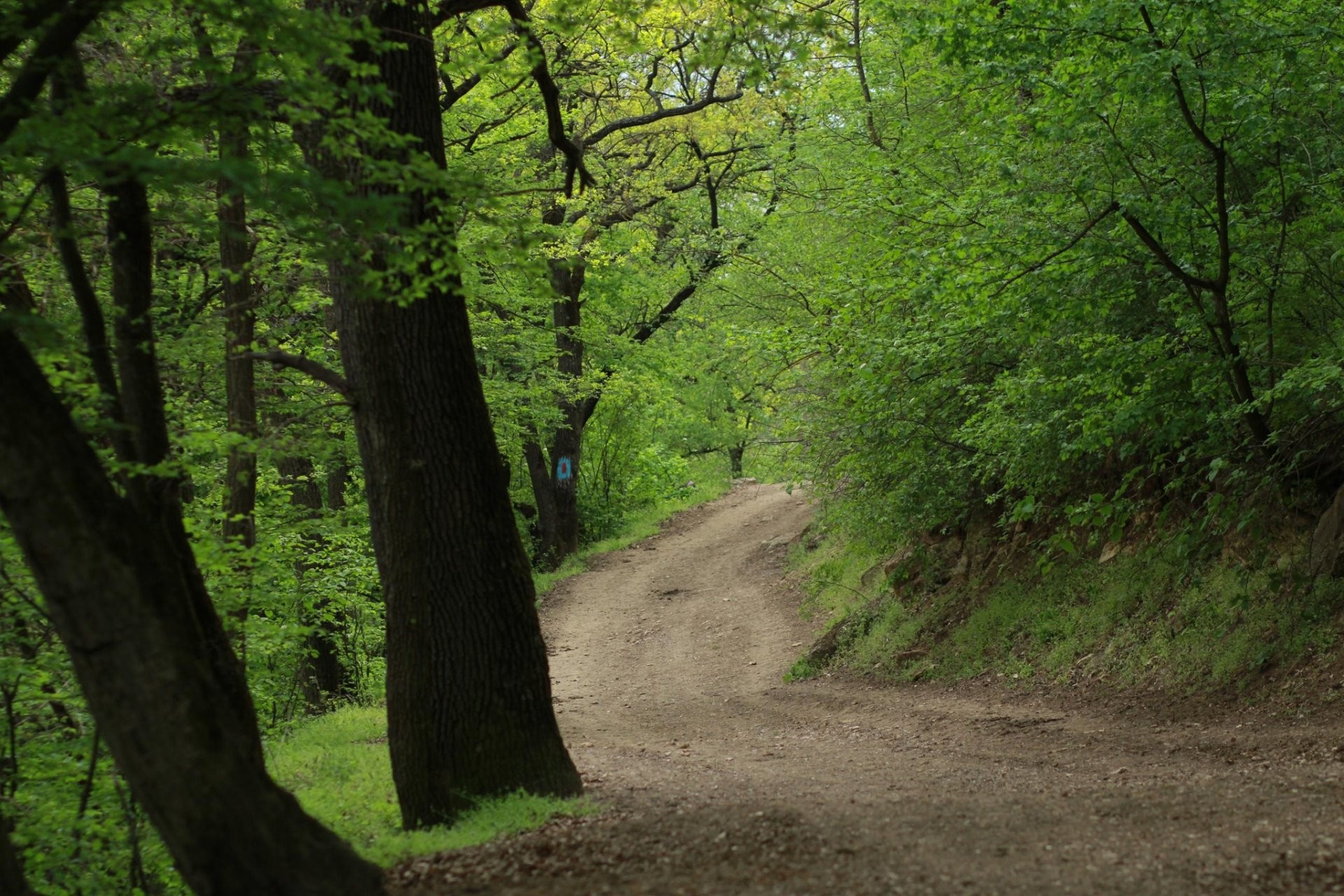 FOTO // Campania „O pădure merită să fie cunoscută - curată și îngrijită”. Angajații „Moldsilva”, implicați în acțiuni de salubrizare în toată țara