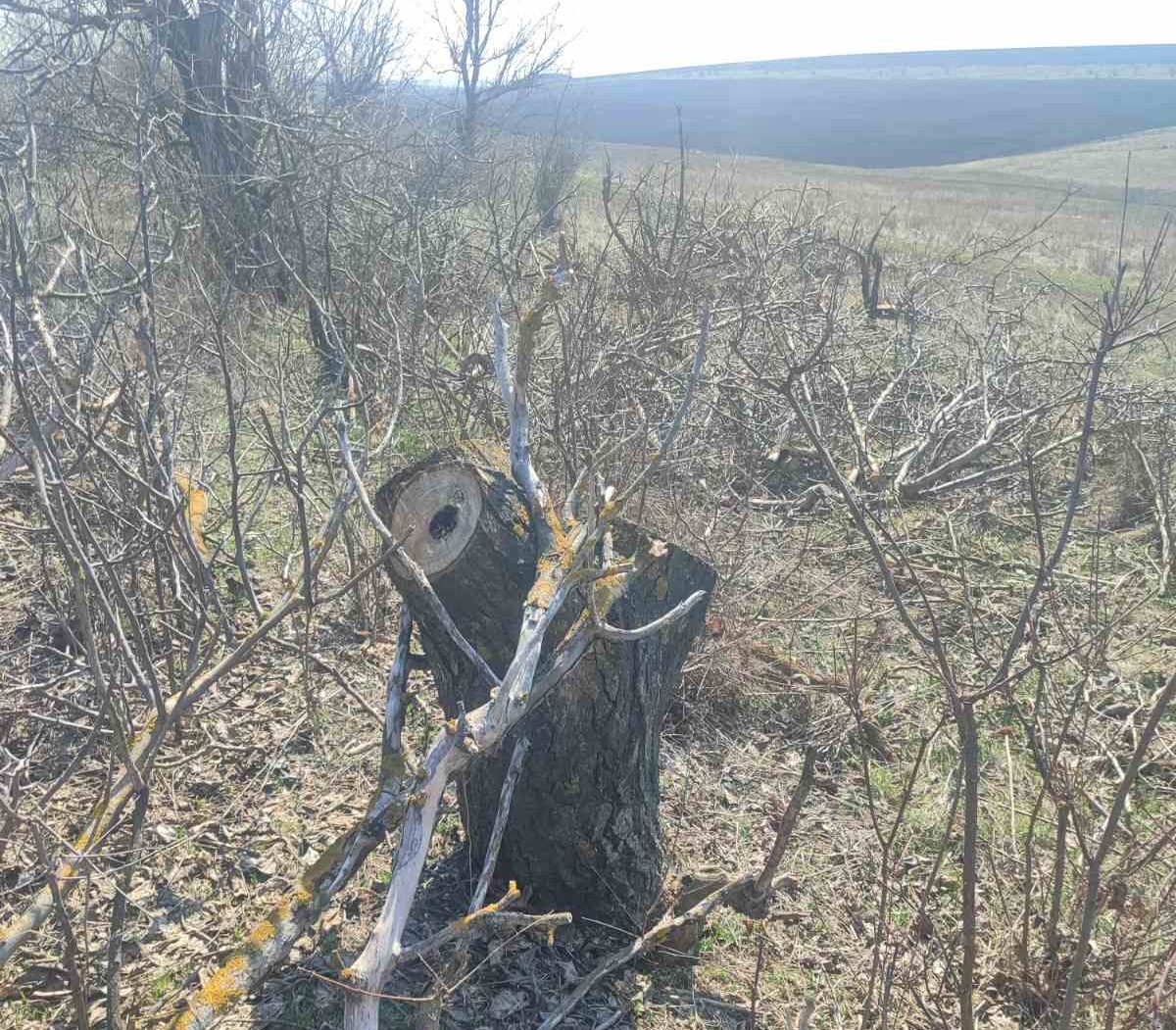 Prejudiciu de peste 60 de mii de lei, cauzat mediului după defrișări ilicite în raionul Drochia