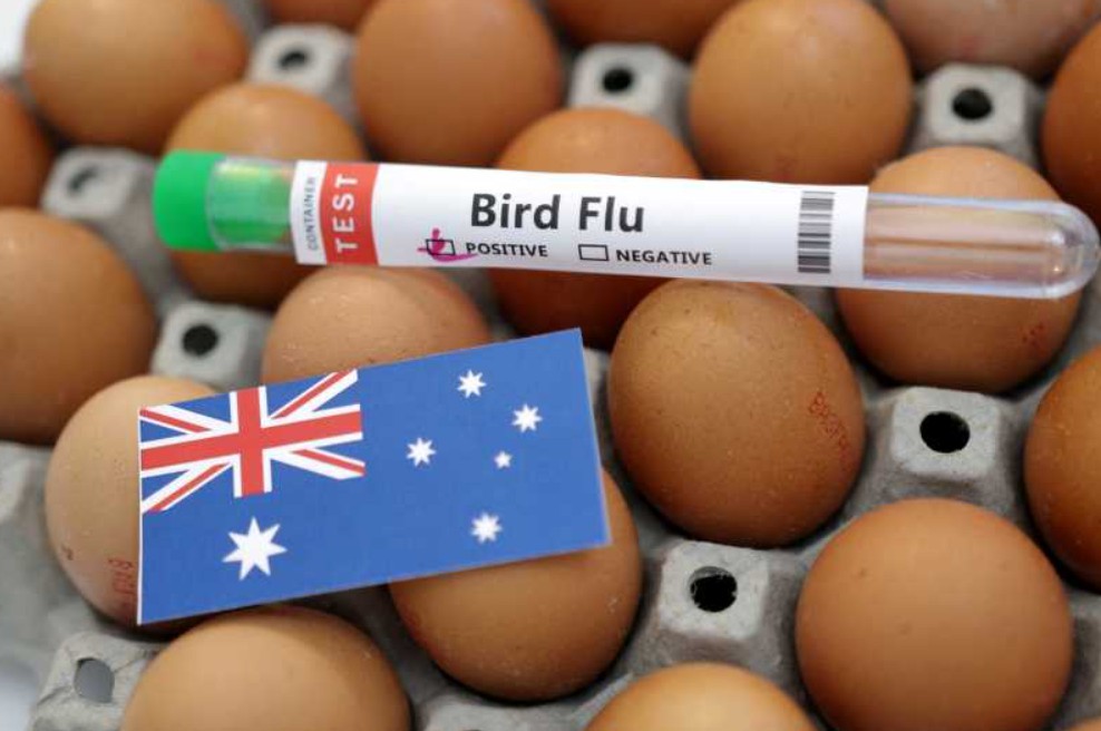 Primul caz de gripă aviară H5, extrem de contagioasă, detectat în Australia