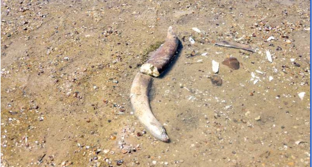 Rămășițele unui mamut au fost descoperite în Bulgaria, după ce nivelul apelor Dunării a atins un minim istoric