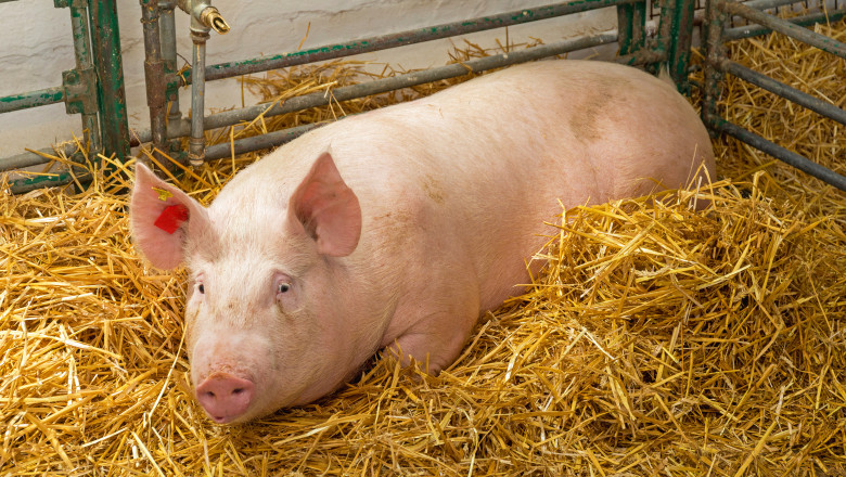 ANSA anunţă noi focare de pestă porcină africană și rabie, înregistrate în Moldova
