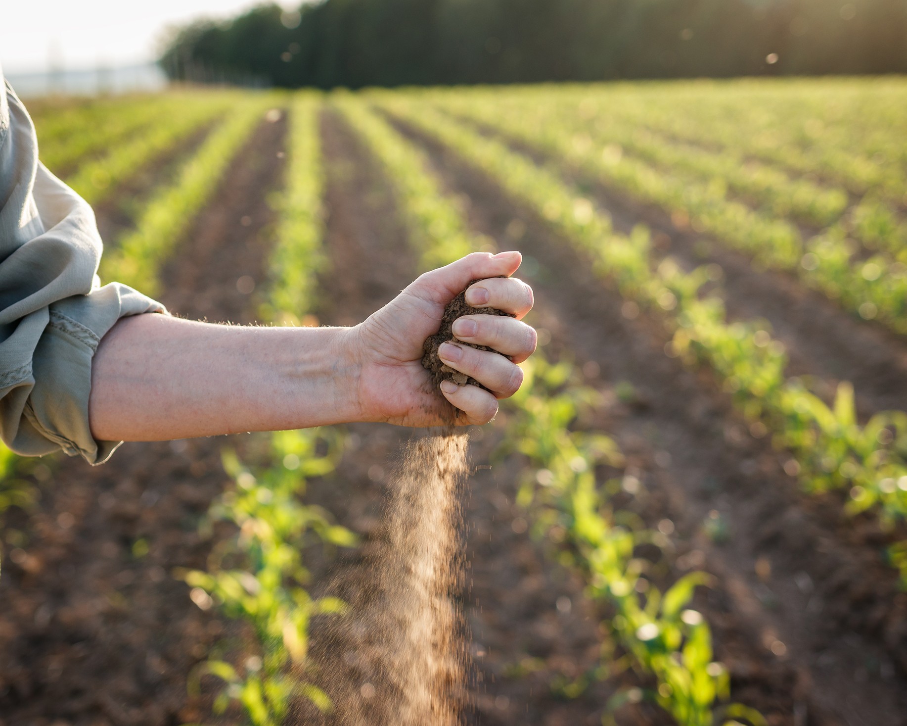 Fermierii loviți de calamități naturale primesc un răgaz: Parlamentul instituie moratoriu asupra executărilor silite