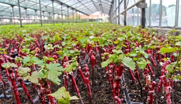 Viticultorii din țară, invitați la Cojușna, Ustia și Chișinău, pentru a analiza soluțiile unui pepinierit eficient