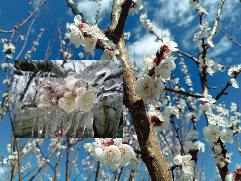 VIDEO // Fermierii moldoveni aplică biostimulatori și folosesc irigarea pentru a proteja livezile de îngheț