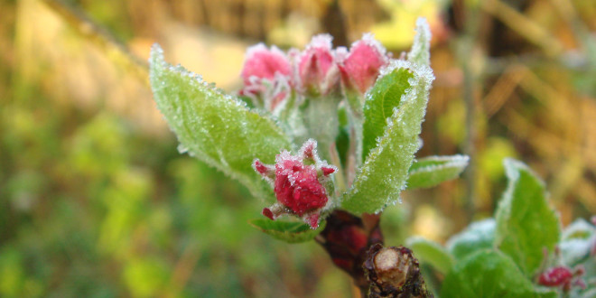 Meteorologii au emis pentru mâine Cod Galben de înghețuri