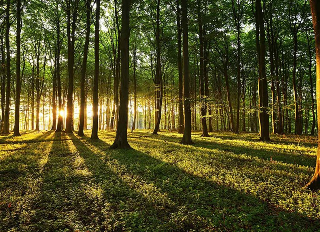 Parlamentul a adoptat o amplă reformă a instituțiilor din domeniul mediului