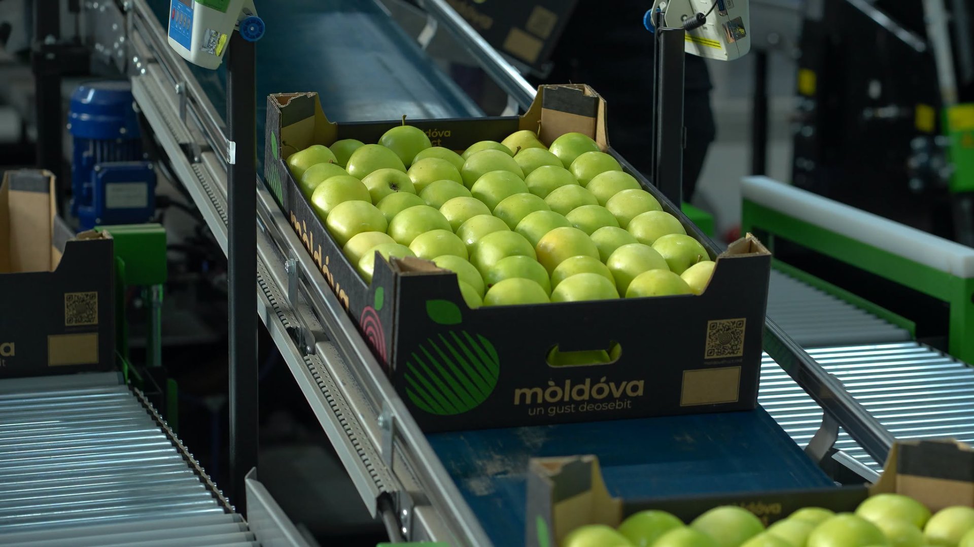 Recolta de mere din Republica Moldova ar putea crește cu 17,5% în acest an, în timp ce producția din UE este estimată în scădere