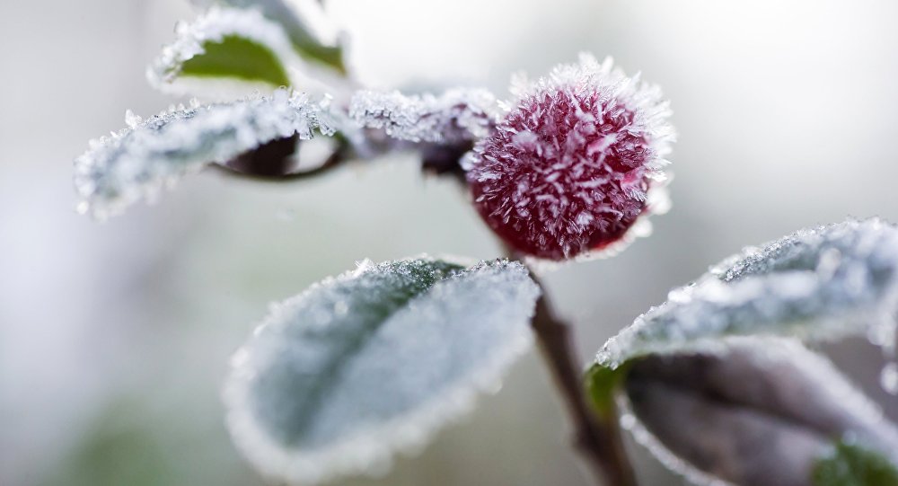 Meteorologii au emis Cod galben de îngheț