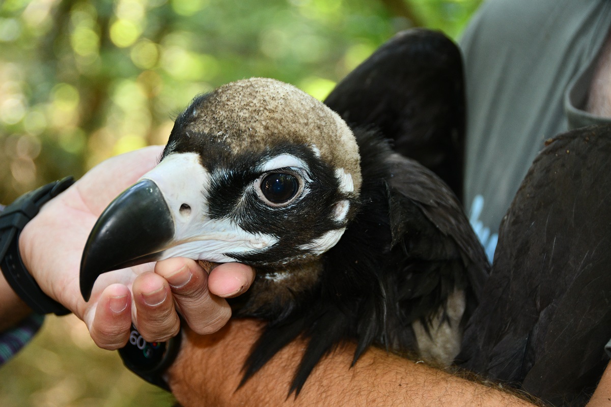 BTA: Pui de vultur negru, specie pe cale de dispariție, din Munții Rodopi, echipați cu dispozitive de urmărire GPS