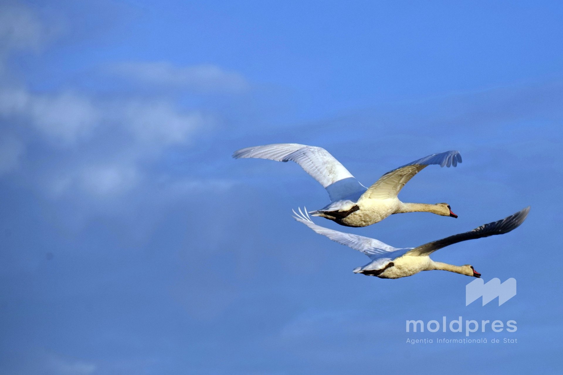 Tradiția de peste un secol de a marca pe 1 aprilie Ziua Păsărilor readuce în atenția publicului importanța conservării biodiversității în Moldova