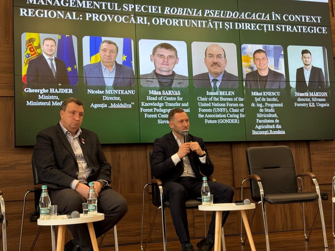 Ministerul Mediului stabilește limite pentru plantarea salcâmului în Programul Național de Împădurire