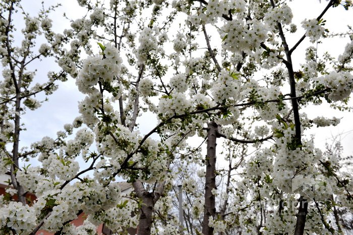 Regulile fitosanitare au fost actualizate, pentru a preveni introducerea organismelor dăunătoare în Republica Moldova