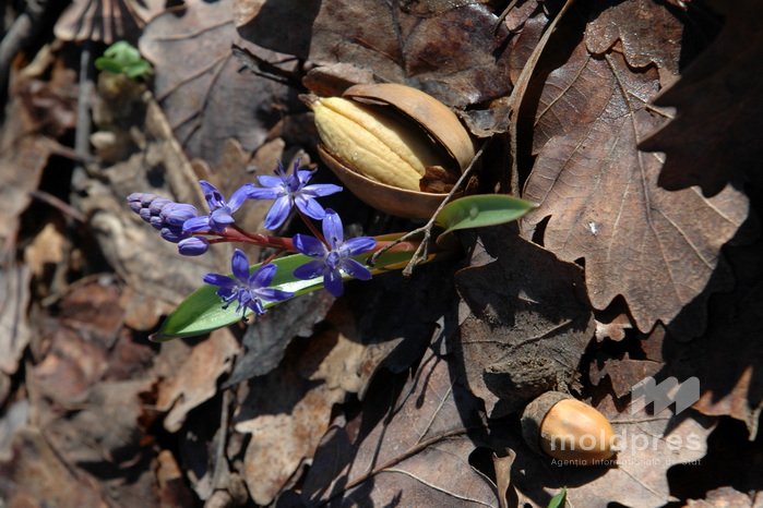 Lilia și Viorica, cele mai răspândite prenume inspirate din flori în Moldova