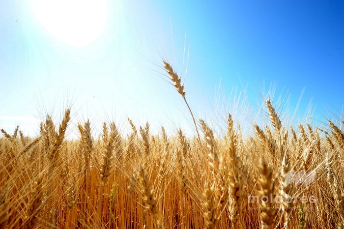 Meteorologii au emis Cod galben de caniculă. Maximele termice vor ajunge până la 38°C