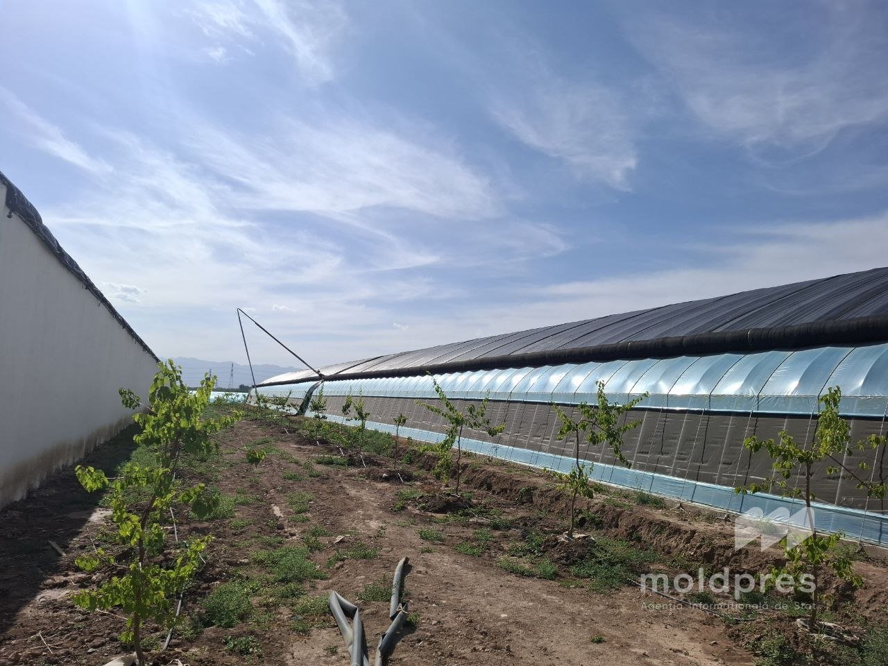 REPORTAJ MOLDPRES // Cum au reușit chinezii să facă agricultură modernă „din piatră seacă”, într-o regiune aridă situată între munte şi deşert