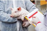 Новый случай африканской чумы свиней выявлен в Нис