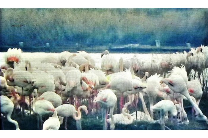 Greater Flamingos Found Nesting in Bulgaria for First Time Ever