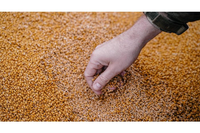 Din cauza secetei, SUA au început să importe grâu din Europa