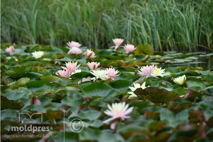 Discover Moldova with #MOLDPRES: Călărași lake - you can enjoy mornings with smell of water lilies