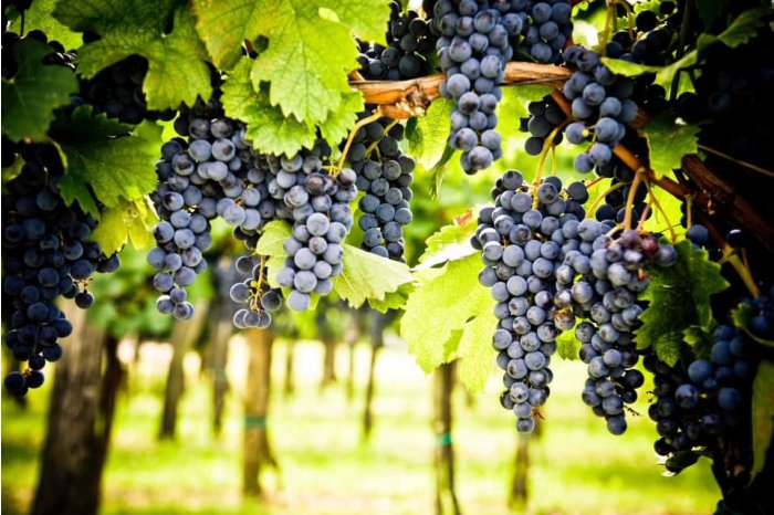 Estimated quantity of 230,000 tons of grapes to be harvested for processing in Moldova in 2023. Price varies depending on quality 