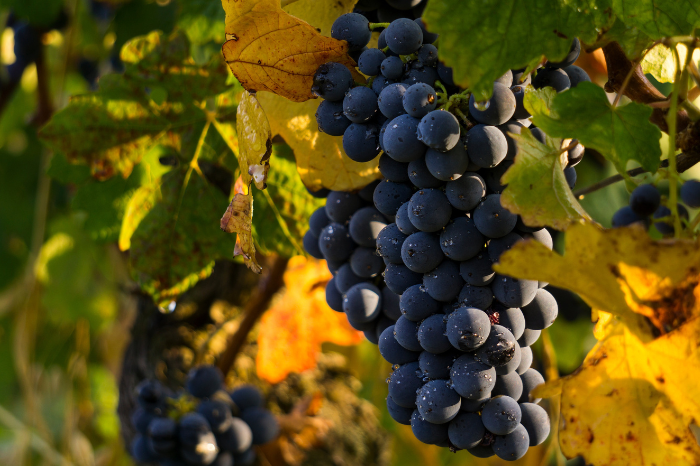 Moldova's grapes exported to 33 countries, with new record set in 2023  