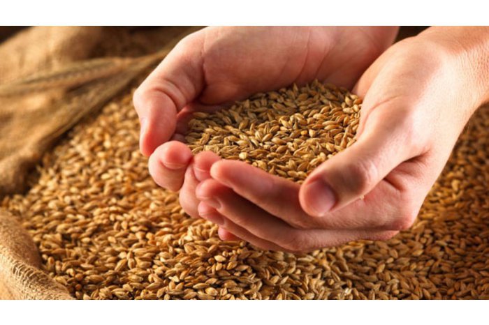 Moldovan state to provide loans to cereals producers 